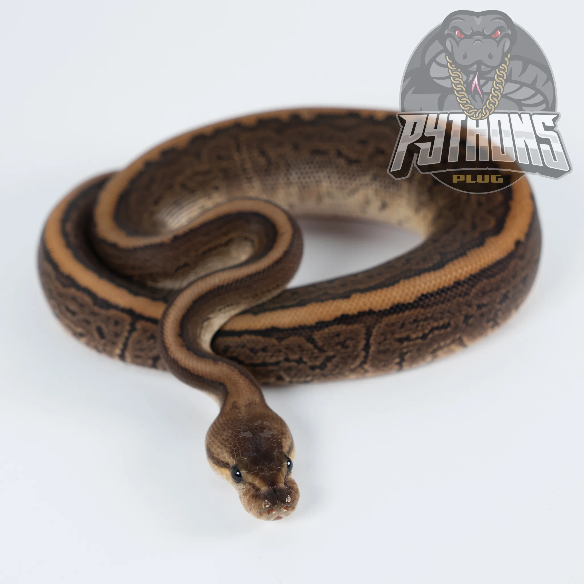 PINSTRIPE BLACK PASTEL BLACK HEAD het HYPO 50% het TSK
