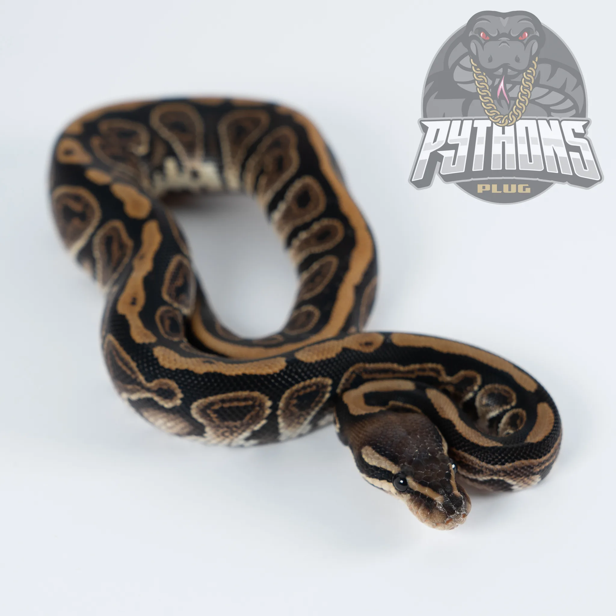 BLACK PASTEL het HYPO 50% het TSK