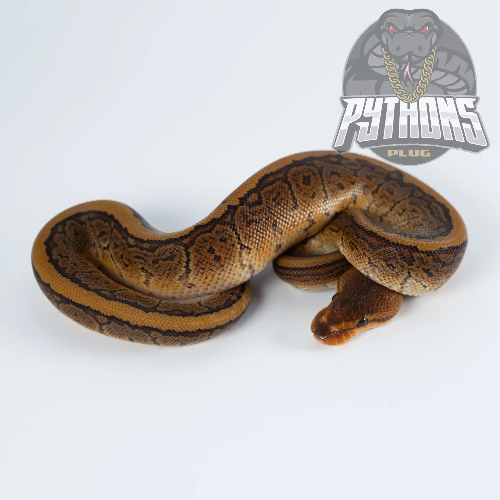 PINSTRIPE WOOKIE het LAV