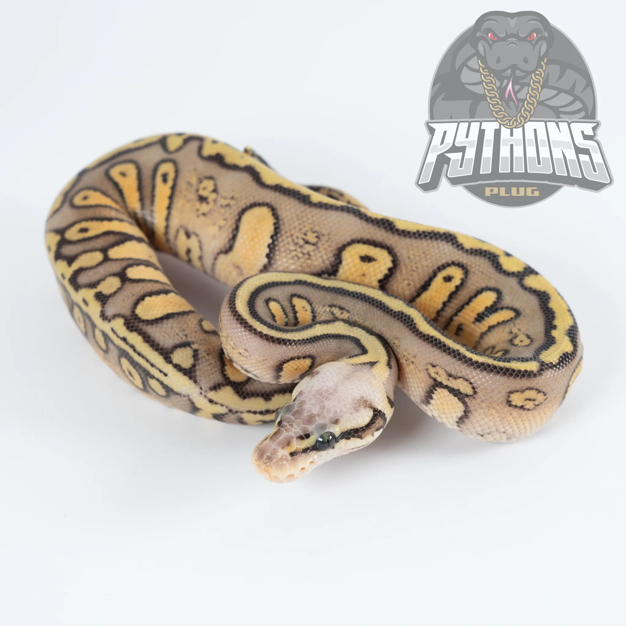 SUPER PASTEL STRANGER het CLOWN