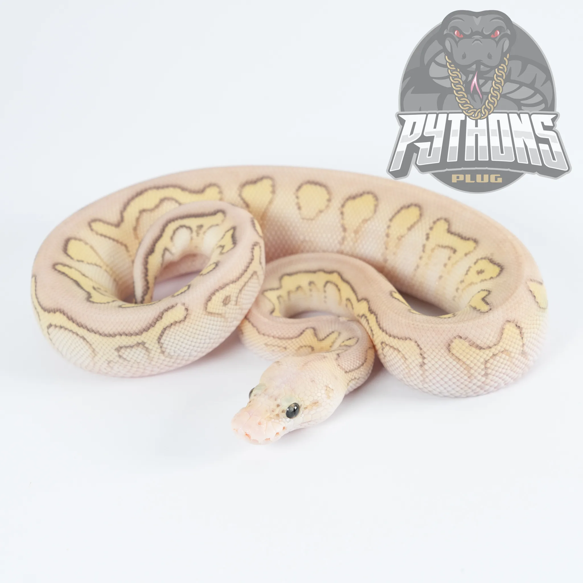 SUPER PASTEL BUTTER STRANGER CLOWN