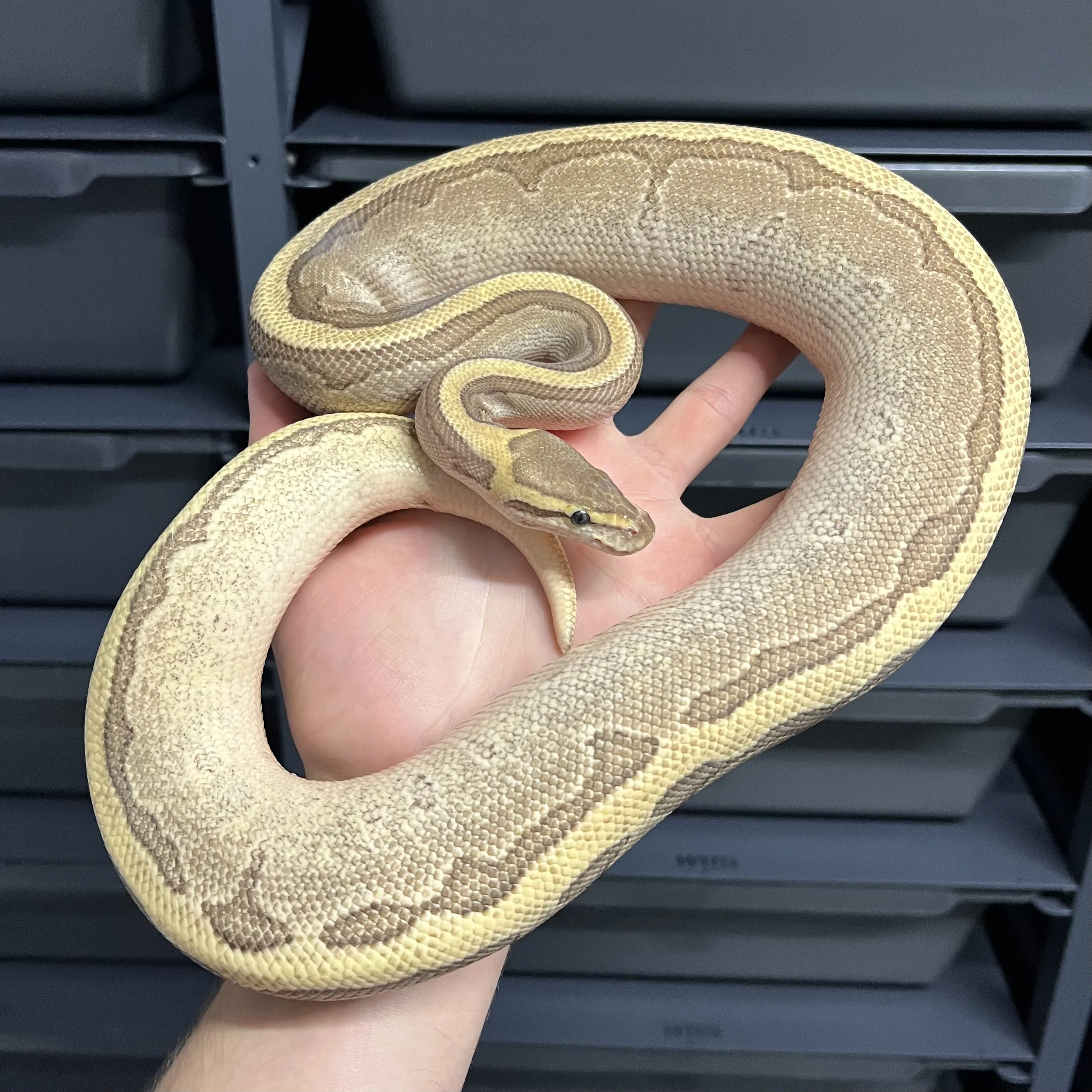 LESSER ENCHI PINSTRIPE poss WOOKIE