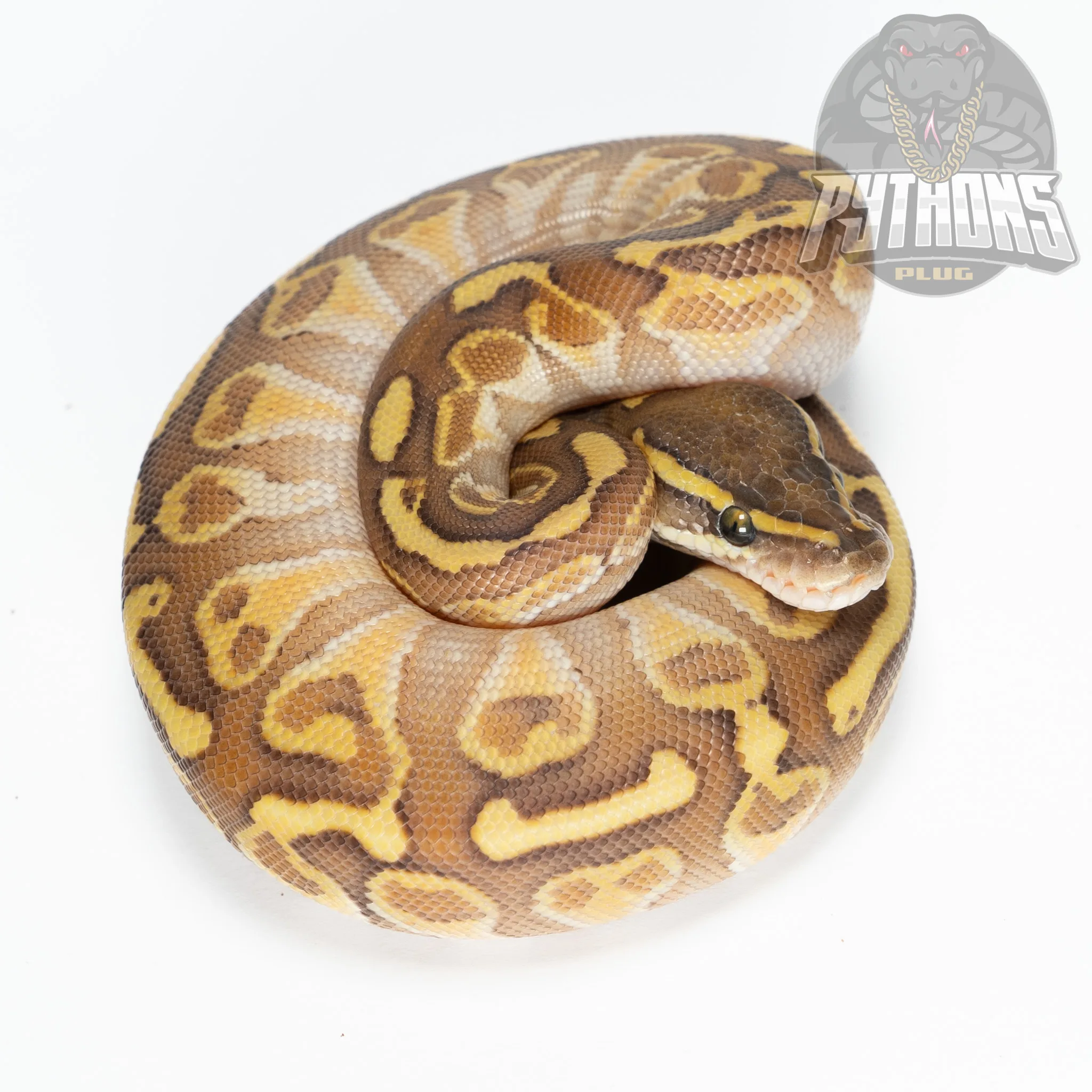 HURRICANE LESSER FIRE
