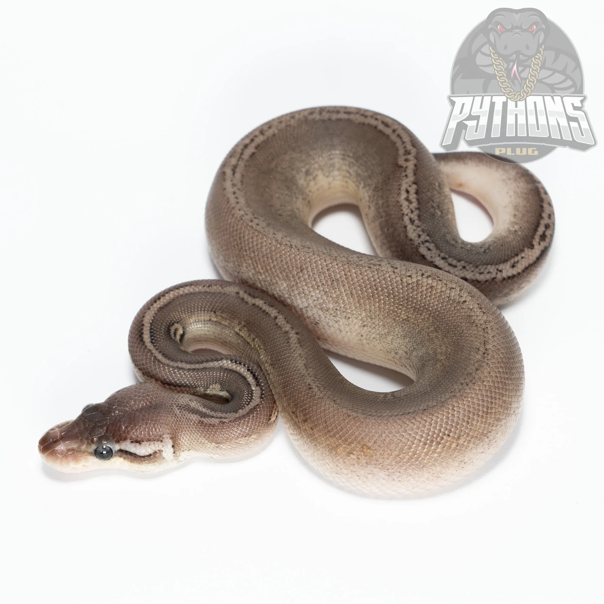 PEWTER STRANGER dh CLOWN PIED