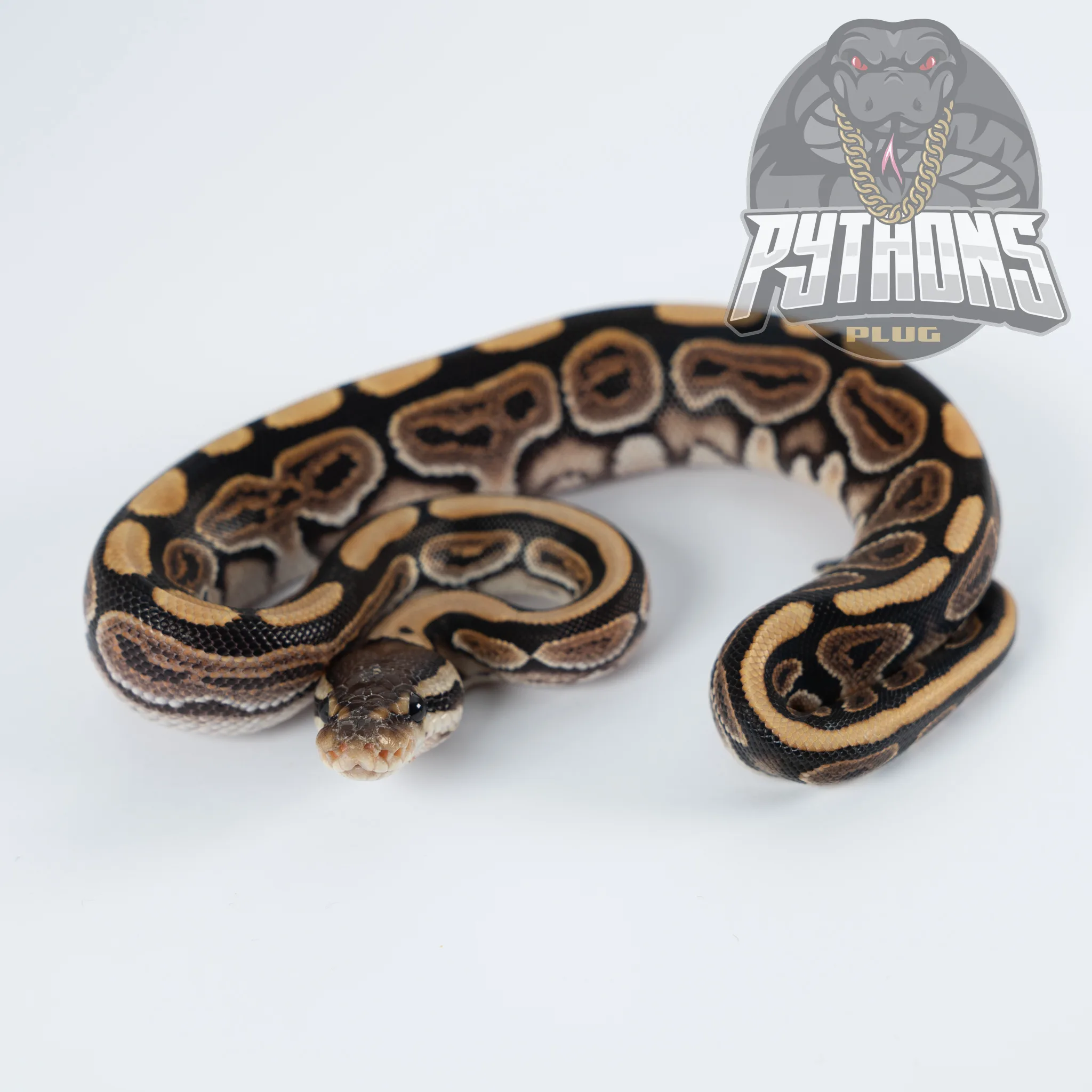 BLACK PASTEL het HYPO 50% het TSK