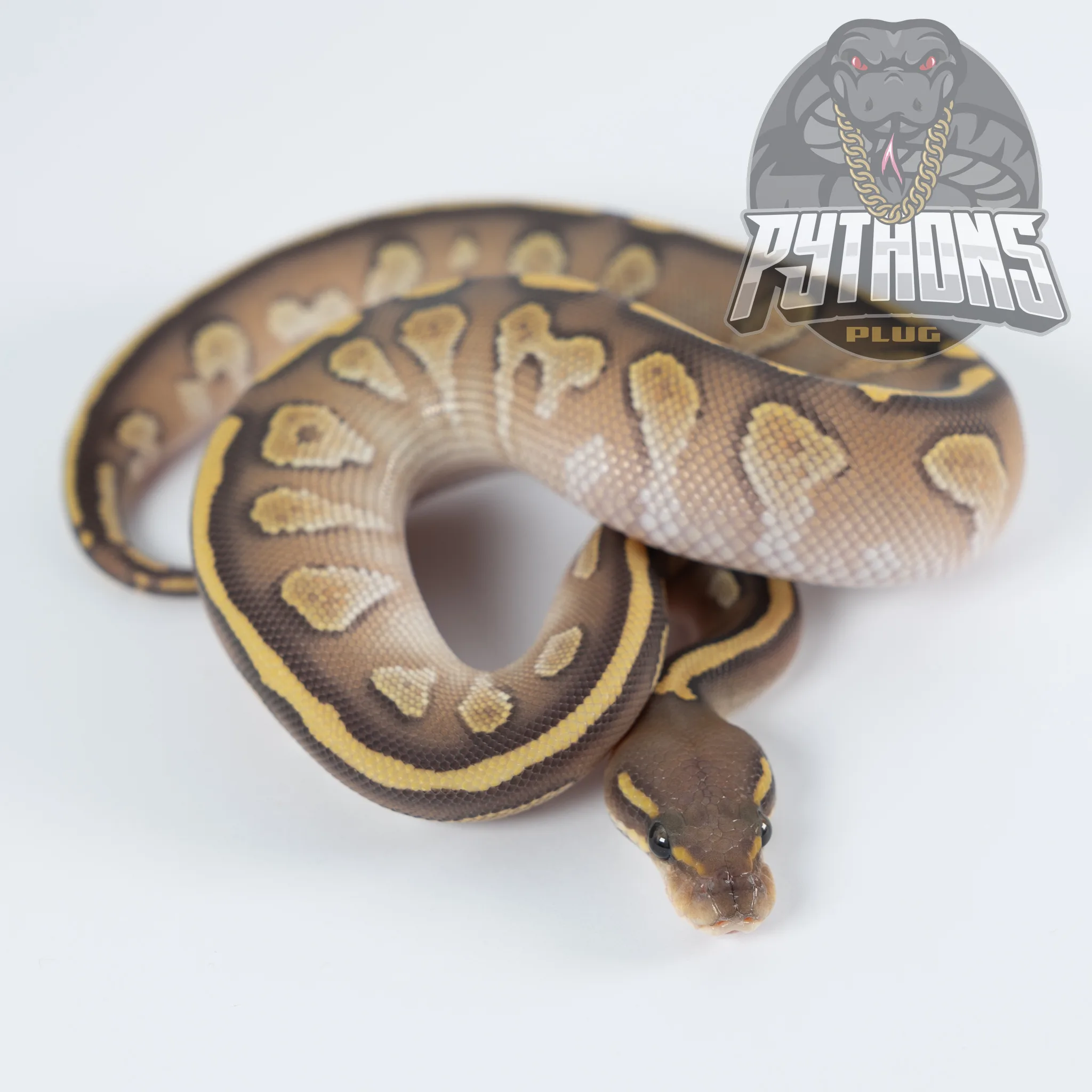 BLACK HEAD BUTTER HYPO