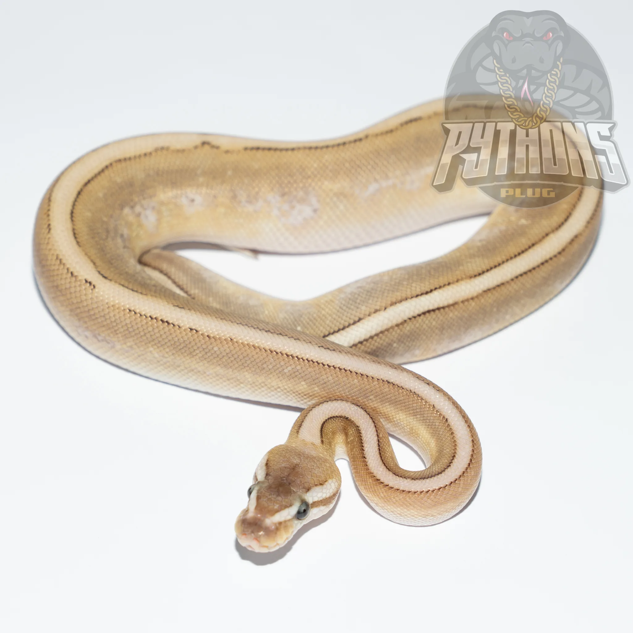 BAMBOO GENETIC STRIPE poss het LAVENDER ALBINO
