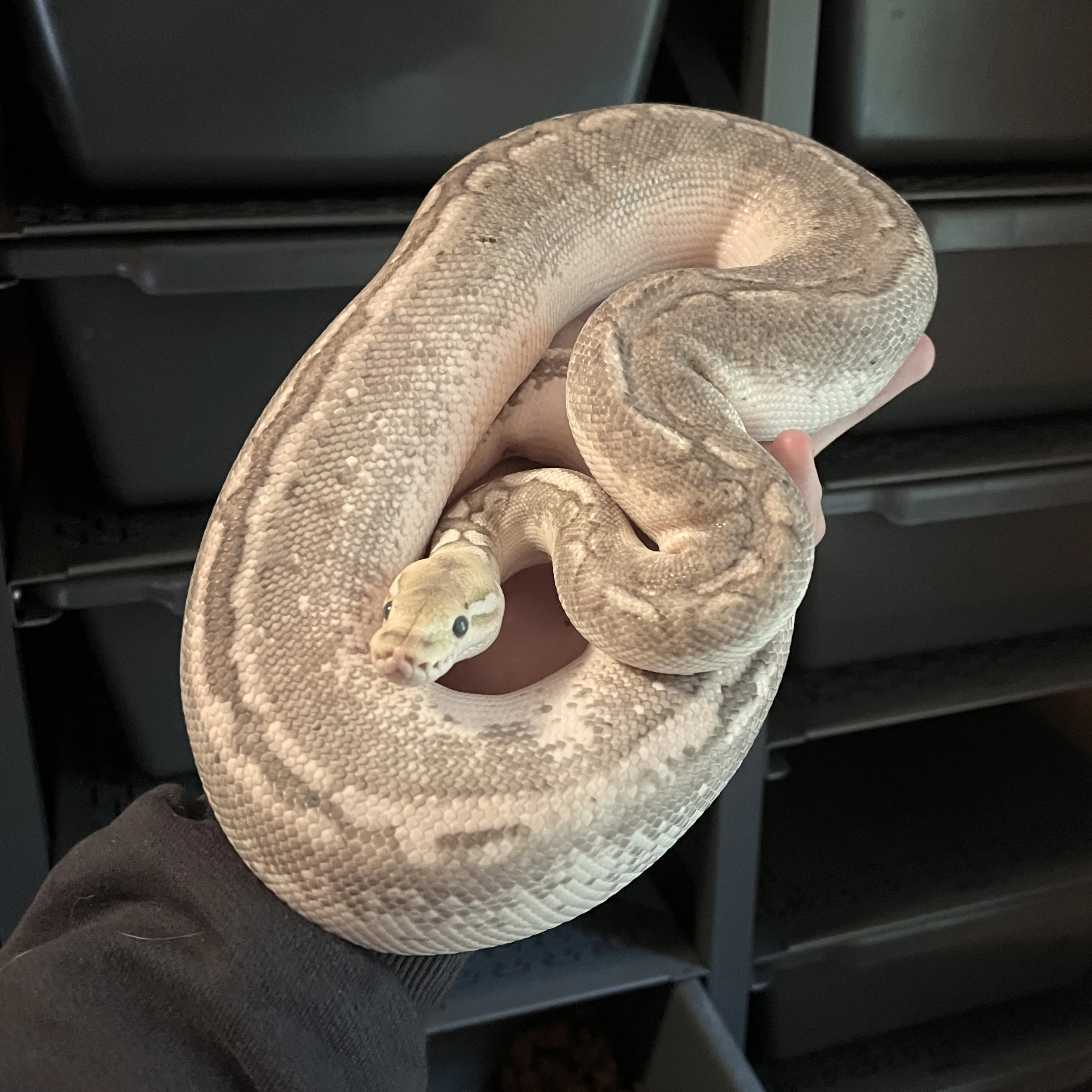 BAMBOO BLACK PASTEL dh LAVENDER ALBINO PIED poss PASTEL