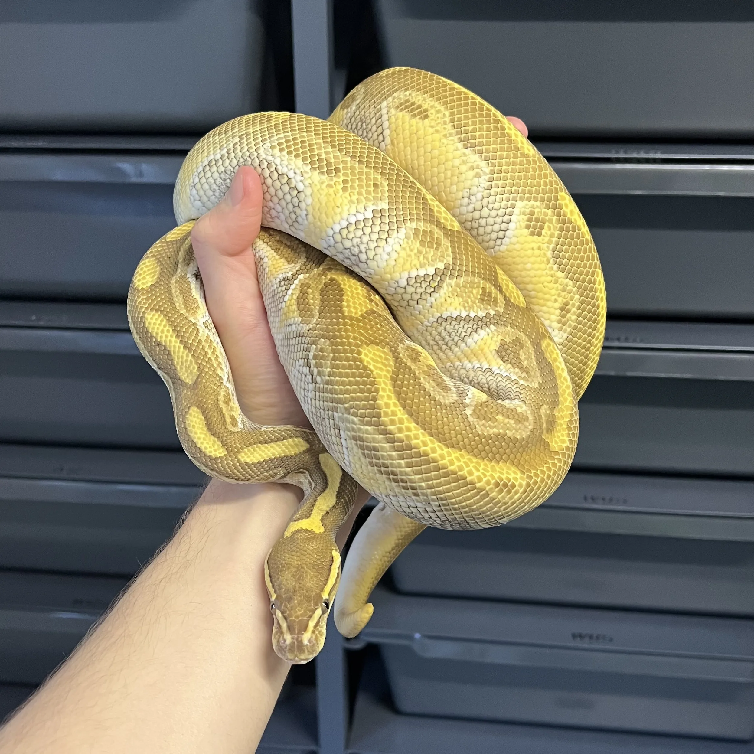 HURRICANE ENCHI BUTTER