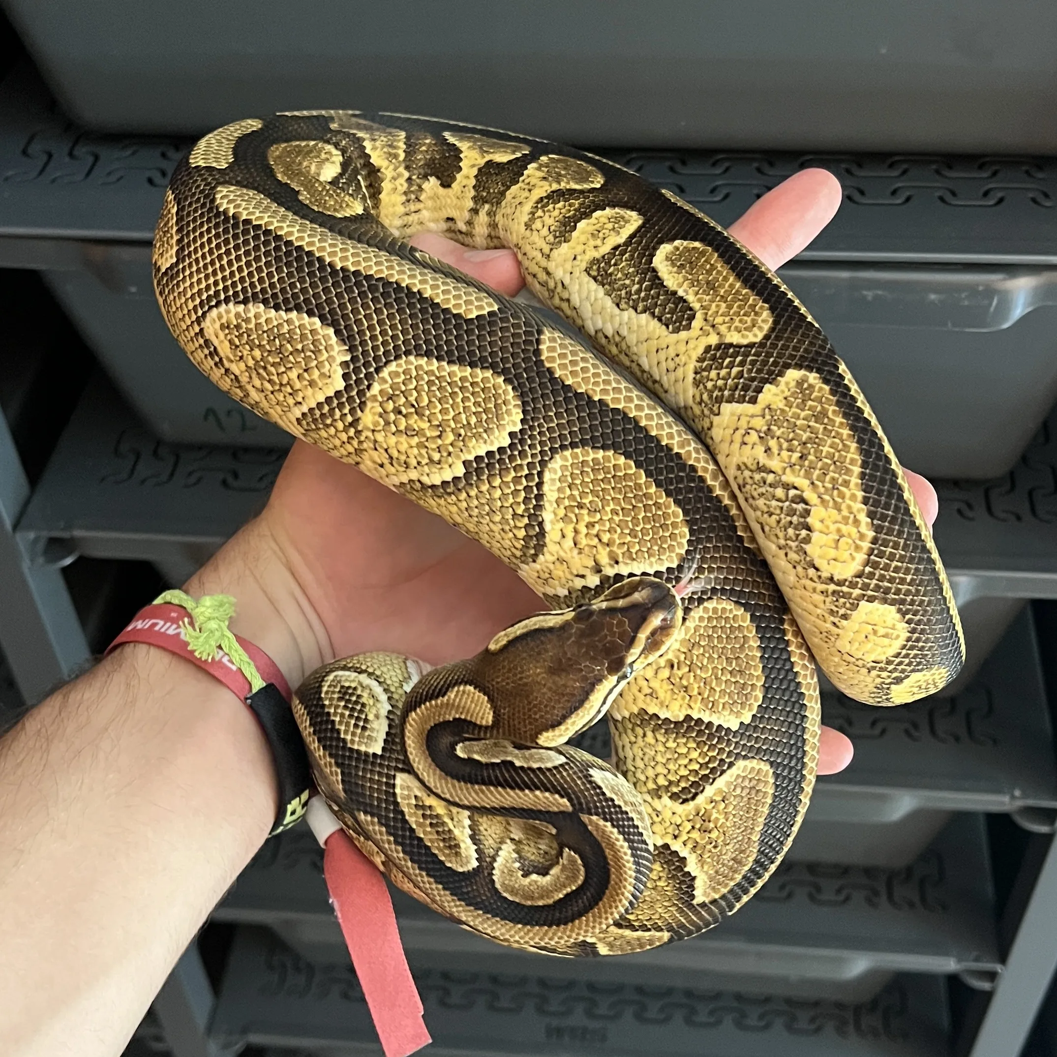 BLACK PASTEL ENCHI RED STRIPE het PIED poss GRAVEL