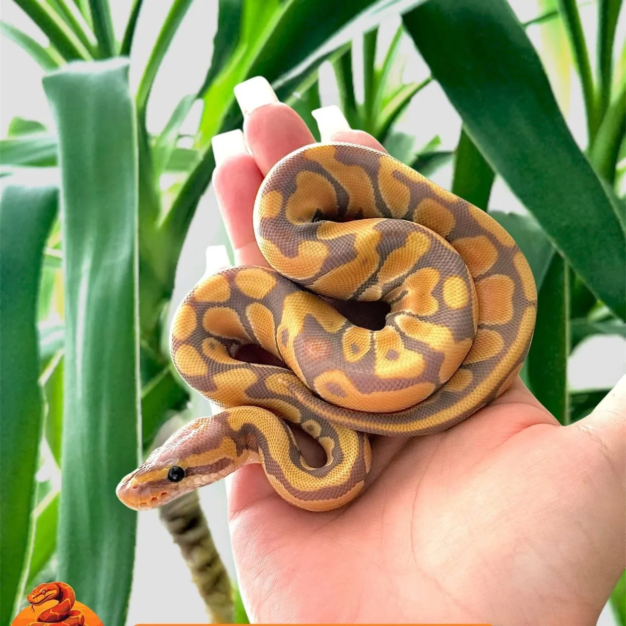 Banana Desert Ghost