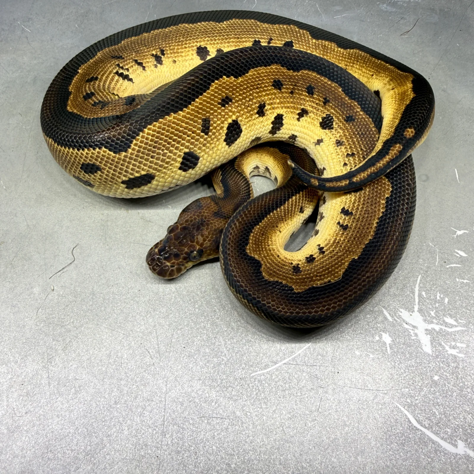 Ball Python