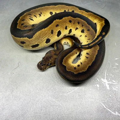 Leopard Clown