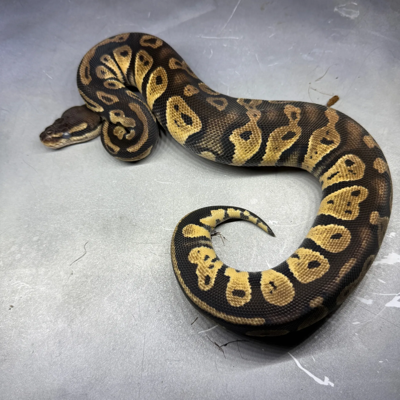 Pastel Yellow Belly