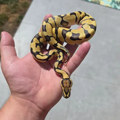 Enchi Desert Ghost Het Clown