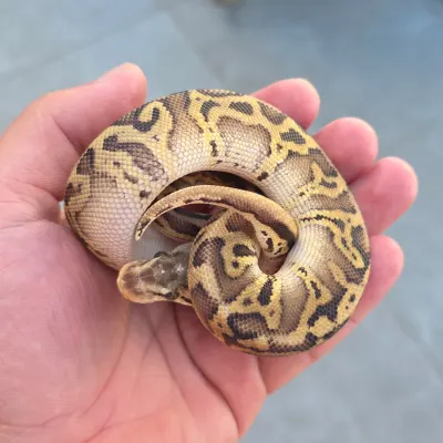 Wookie Leopard Pastel 50% Het Clown