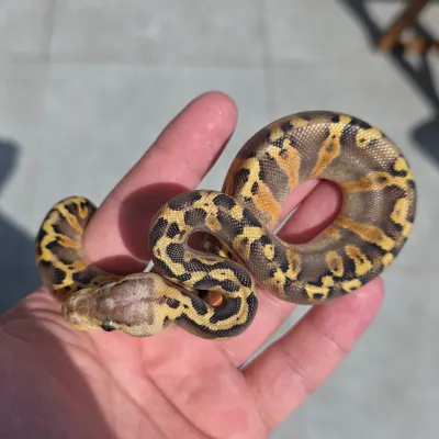 GHI Pastel Wookie Yellow Belly 66% Het Clown