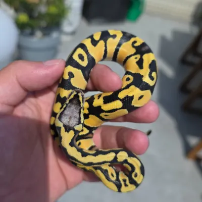 Pastel Enchi Desert Ghost Het Clown