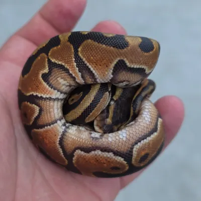 Cinnamon Enchi Het Desert Ghost Het Clown