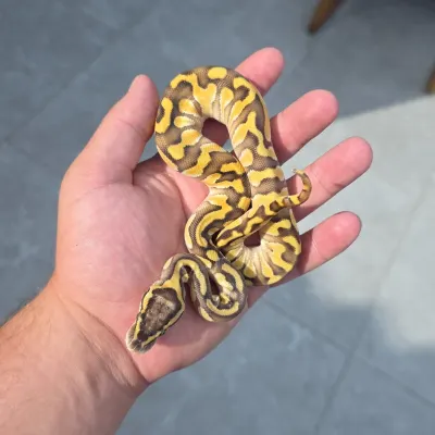Pewter Butter Desert Ghost Het Clown