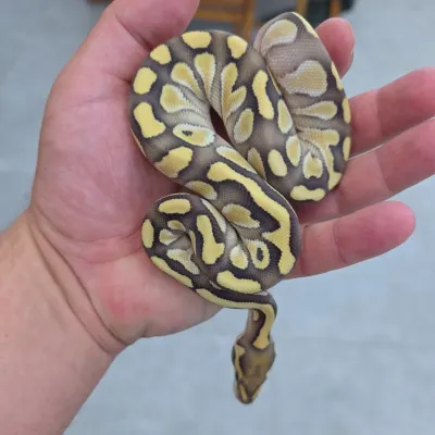Pewter  Butter Het Desert Ghost Het Clown