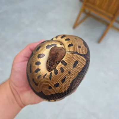 Leopard Clown