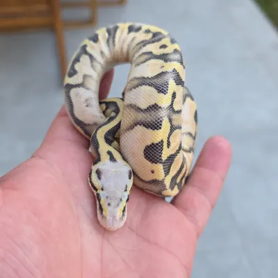 Pastel Sugar Desert Ghost Het Clown poss. Super pastel