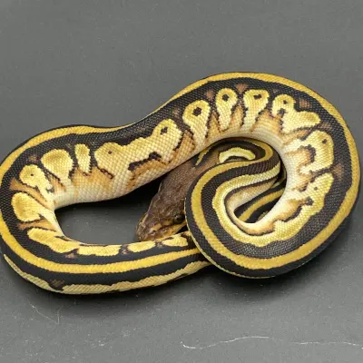 Yellow Belly Het Clown Bongo High Intensity OD
