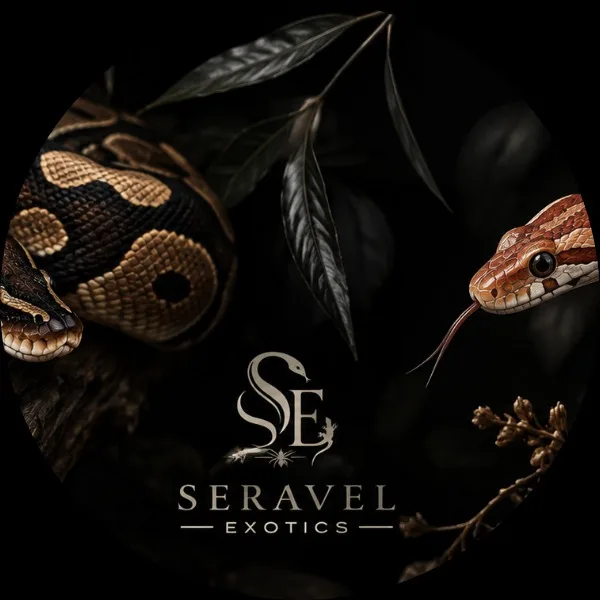 Seravel Exotics