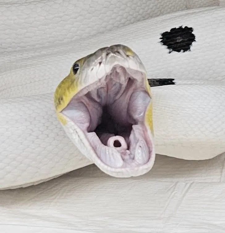 Mr.Retic