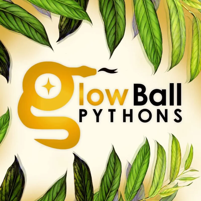 GlowBall Pythons