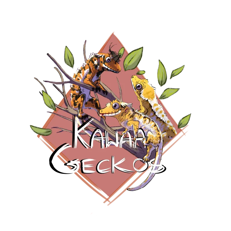 Kawaa Geckos