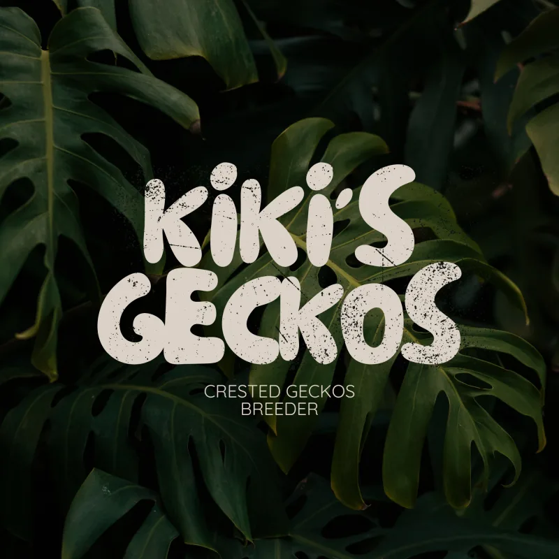 Kiki’s Geckos