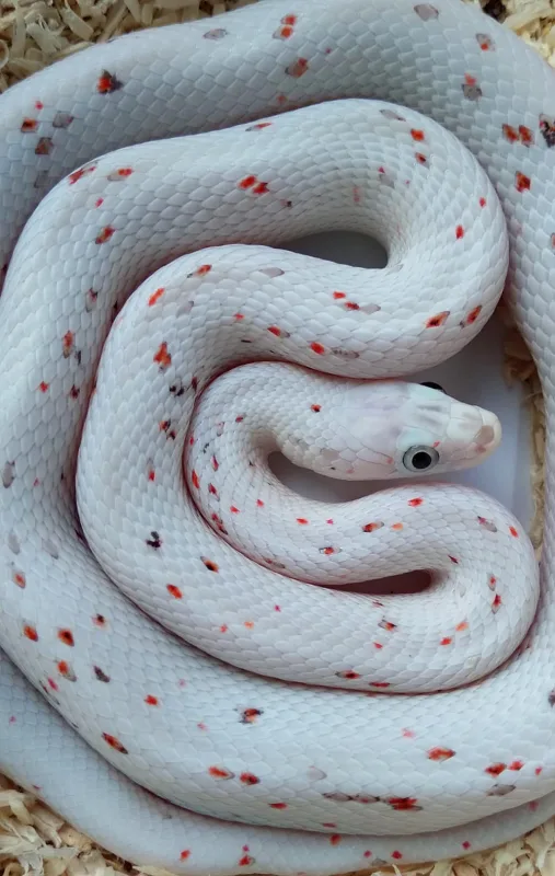 Dazzling Serpents
