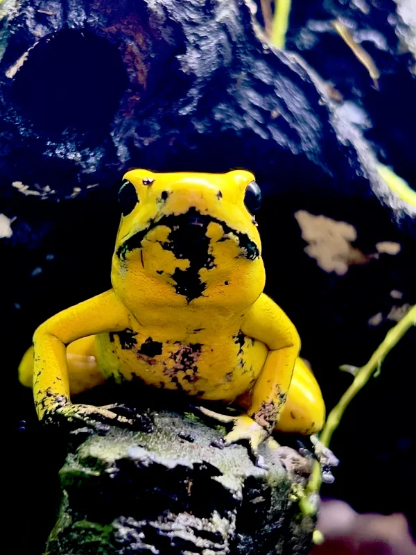 FrogSome