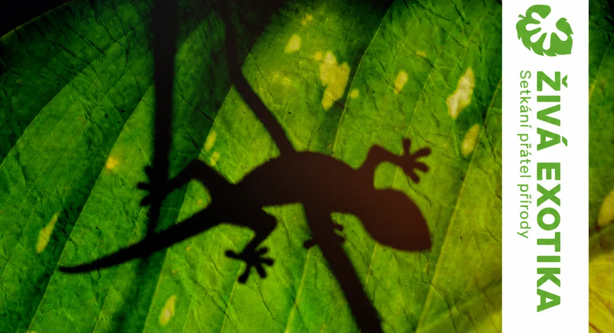 Ziva Exotica — 16.05.2026