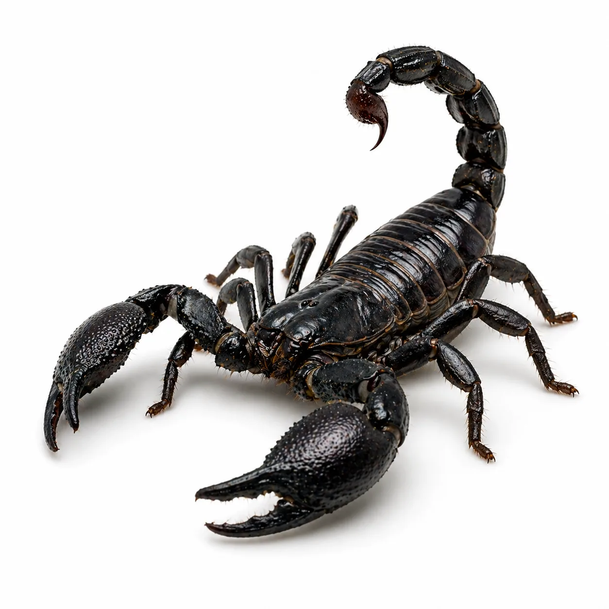 Skorpiony