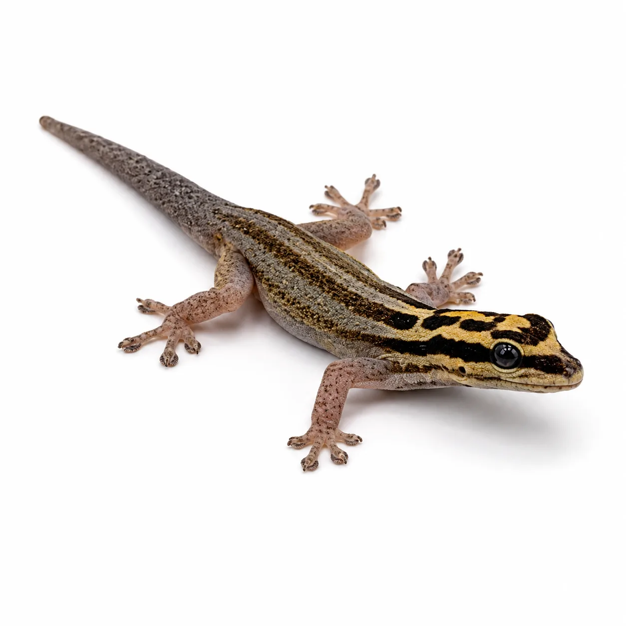Lygodactylus kimhowelli