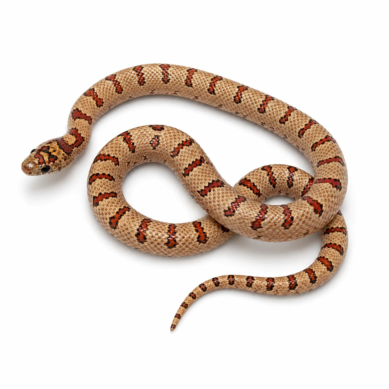 Lampropeltis leonis
