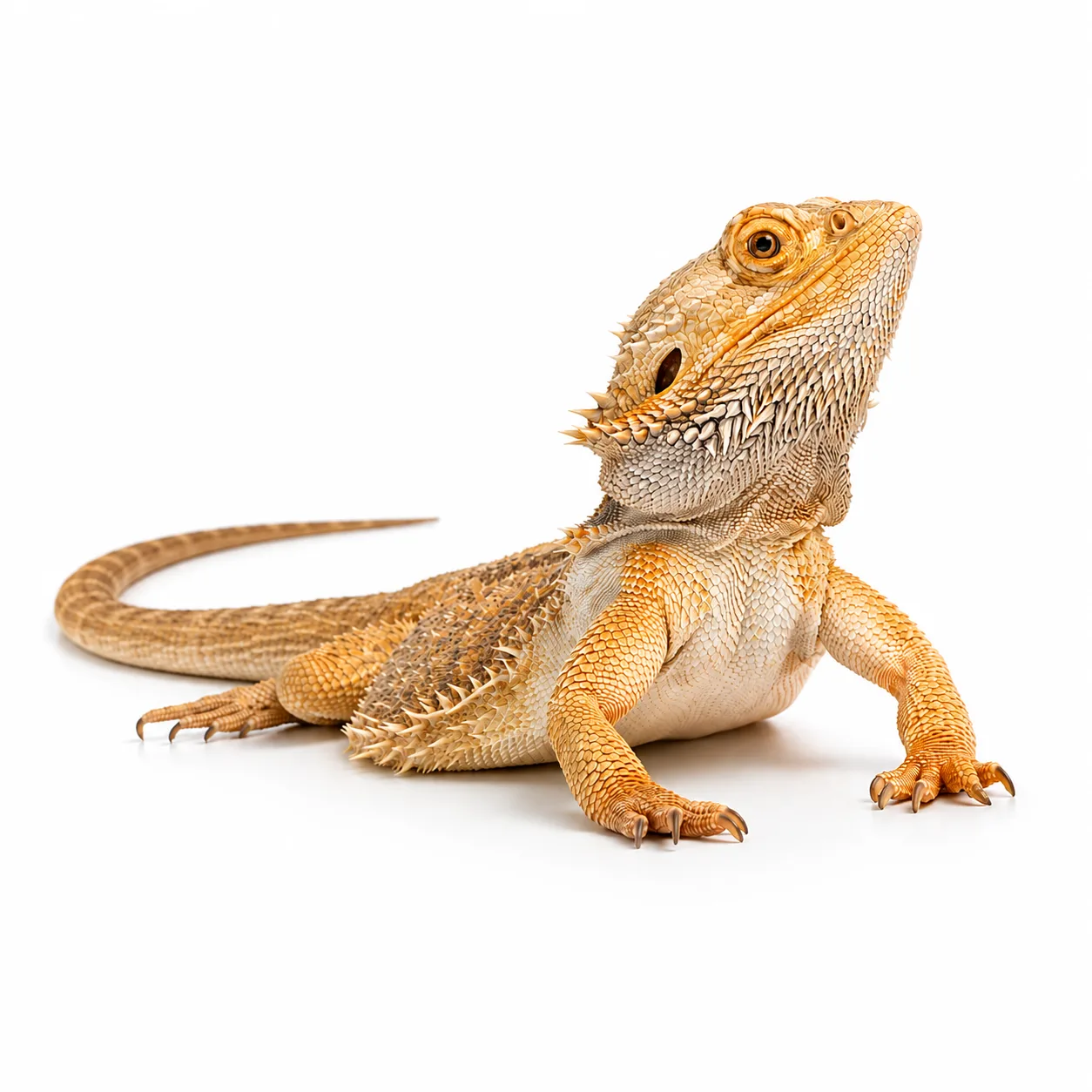 Agama brodata