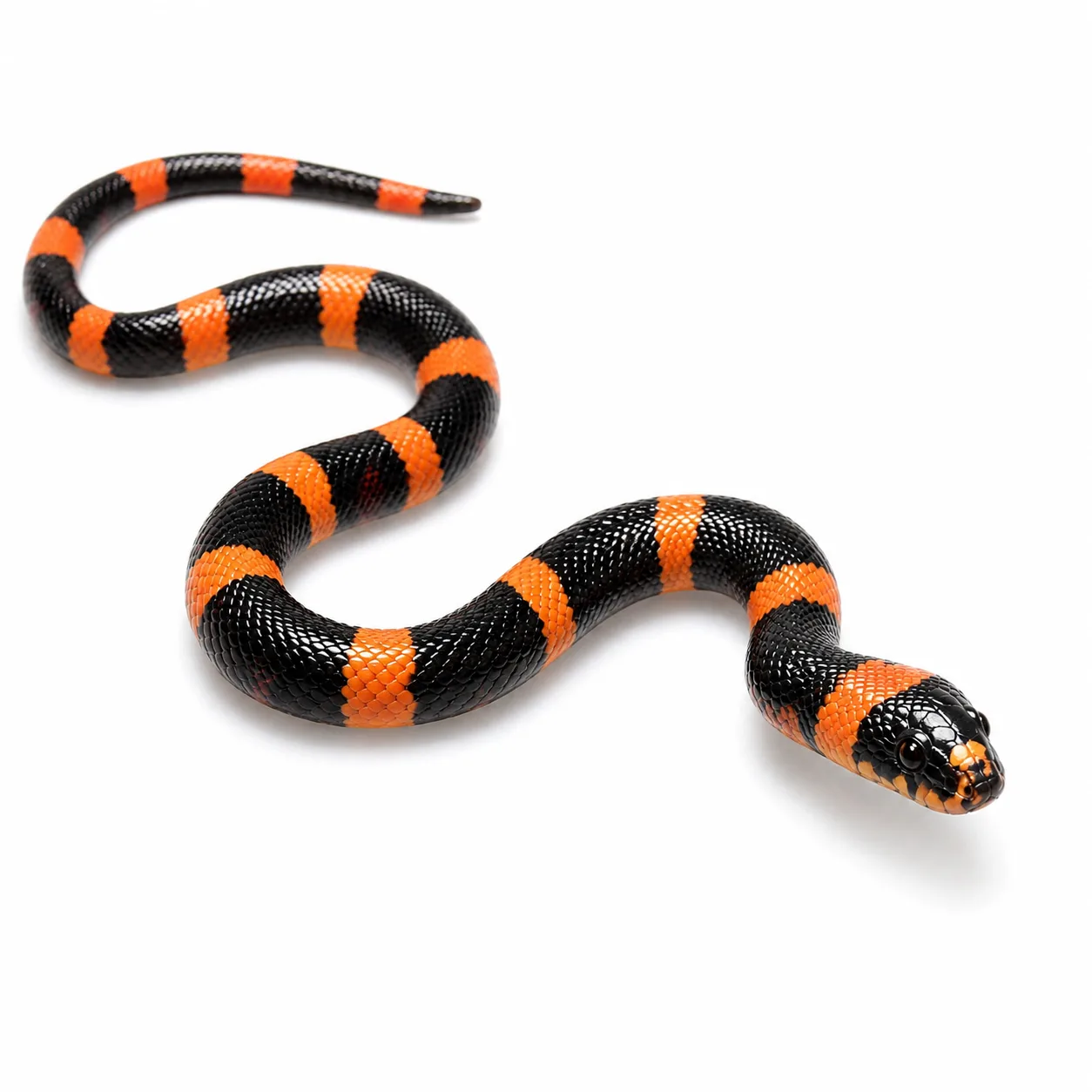 Lampropeltis polyzona